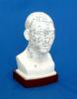 acupuncture model