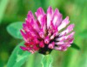 red clover extract