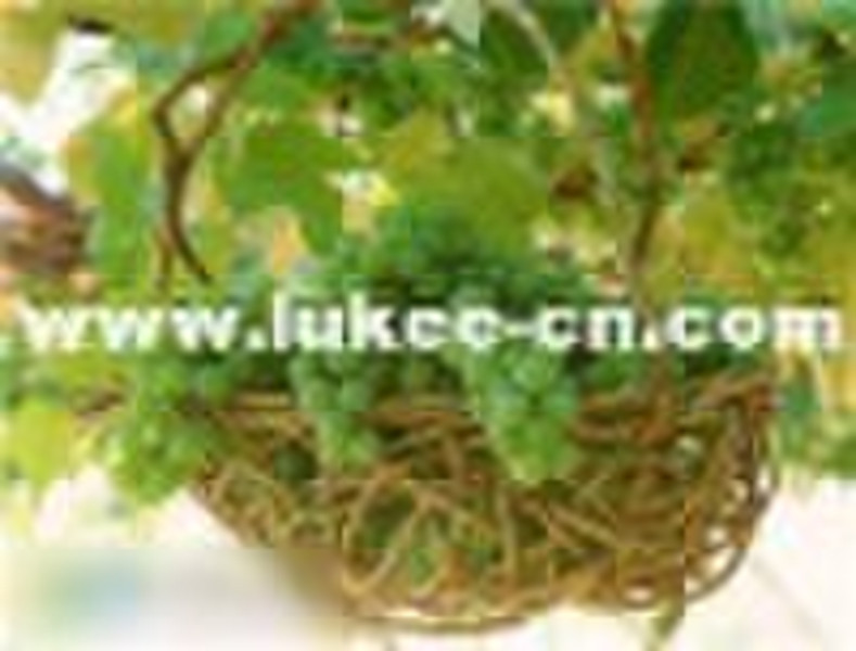 Grape Seed Extract (Anti-aging) Proanthocyanidins