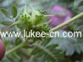 Tribulus Terrestris Extract (Saponins) Herbal Extr