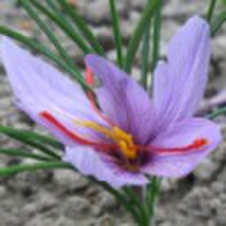 Saffron Extract / Crocus sativus L.