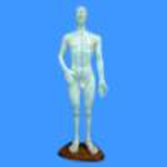Acupuncture Model