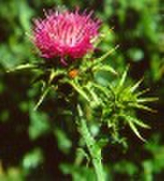 Silymarin & Milk Thistle Extract