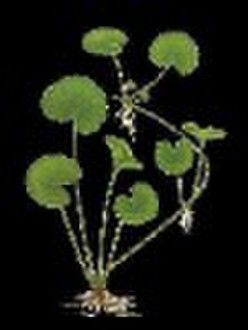 Centella Asiatica/Gotu Kola Extract