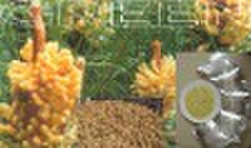 Chinese Herbal Extract, Pine pollen, pinus massoni