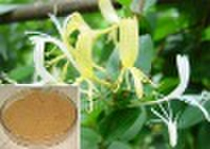 On Sale chinese herbal extract Honeysuckle Extract