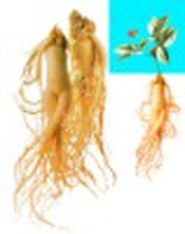 On Sale Chinese herbal extract Panax Ginseng Extra