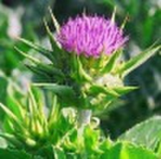 Milk Thistle Extract