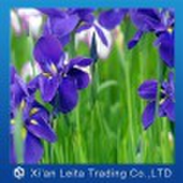 Violet Extract