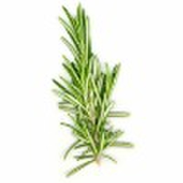 Rosemary Extract   30% Carnosic acid