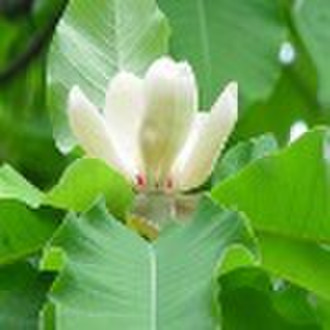 Magnolia Bark Extract 95% Magnolol + Honokiol