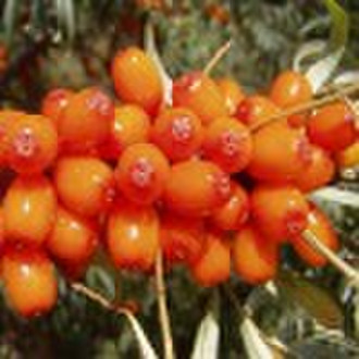 Seabuckthorn Seed Oil by CO2 extraction