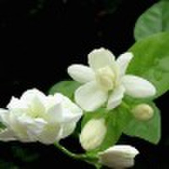 Jasmine Essential Oil 100% nature pure