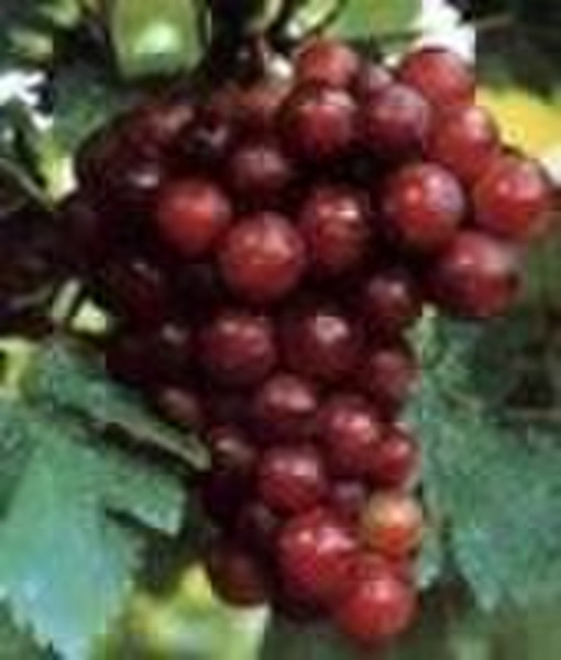 Natural Grape Seed Extract