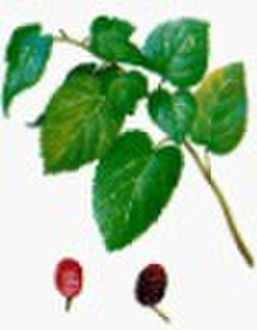 Mulberry Leaf P.E. 1% DNJ