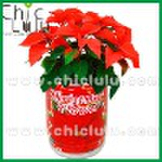 Christmas flower @ Christmas Product @ Best Christ