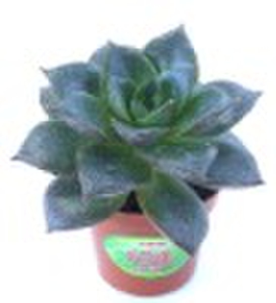 Echeveria purpusorum