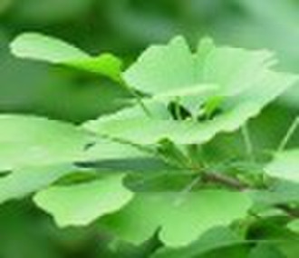 Ginkgo Biloba Extract 24%/6%/<1ppm(HPLC)