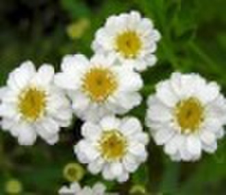 Feverfew P.E