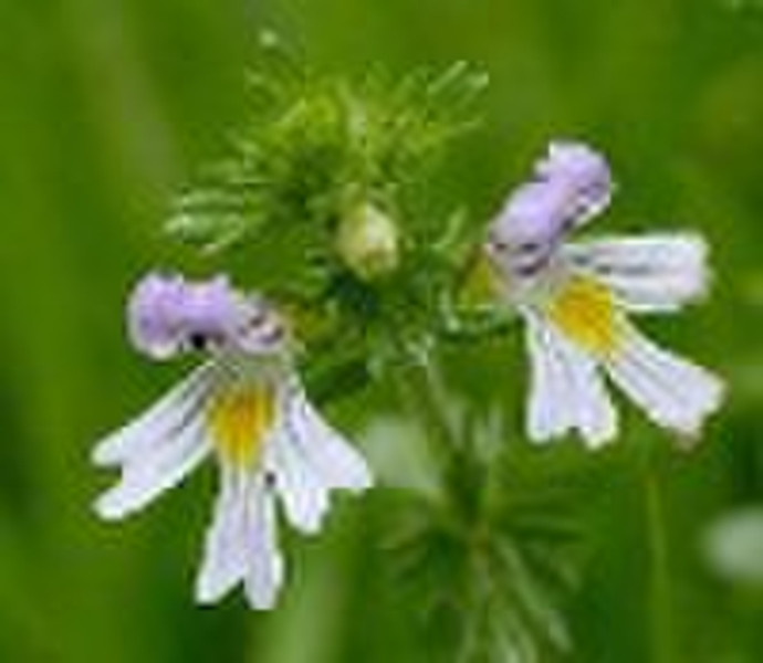 Eyebright Herb P.E.