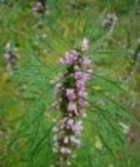 Motherwort Herb P.E.