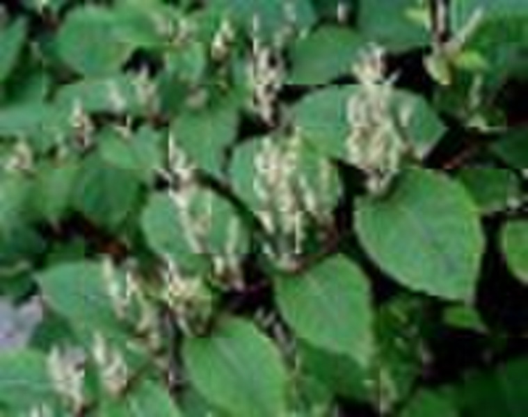 Giant Knotweed Extract 98% Resveratrol