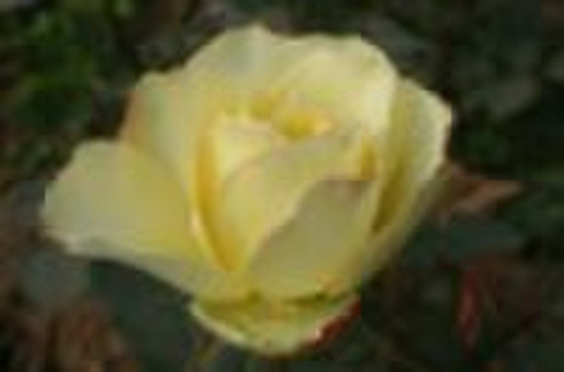 Hybrid Tea Rose