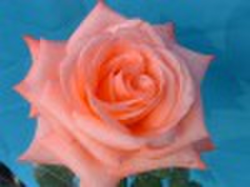 Hybrid tea roses