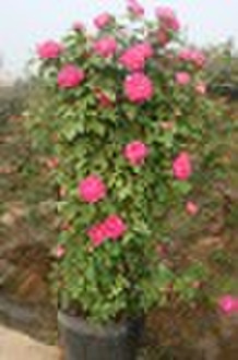 Climbing Rose