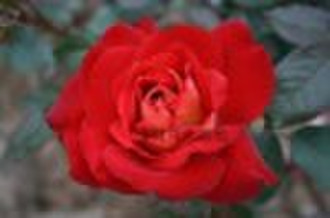 Hybrid Tea Rose