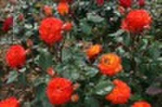 Floribunda Roses