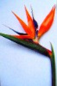 Heliconia caribea-069