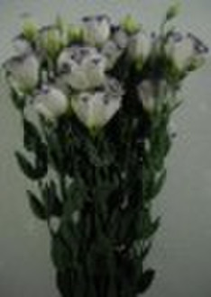 Fresh Cut Flowers----Eustoma flower