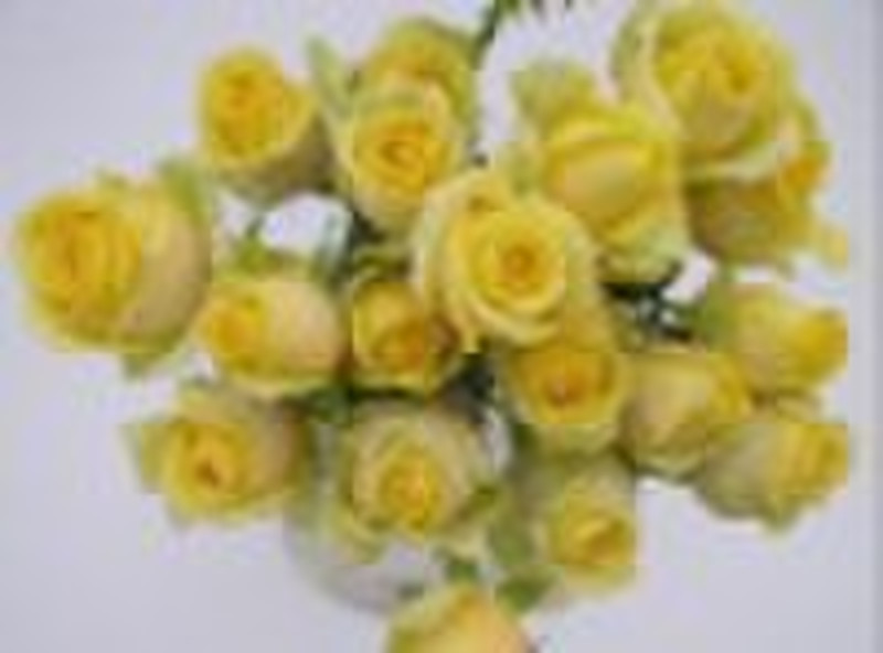 Fresh cutting flower----Rose