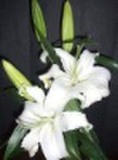 Fresh Cut Flowers---Lily