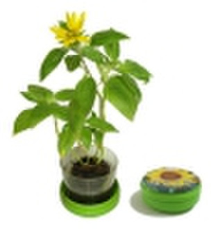 Promotional gift(Mini garden-flower)