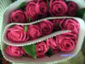 Fresh Cut Flowers----Rose