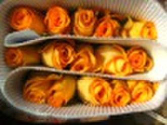 Fresh Cut Flowers----Rose