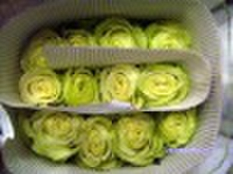 Fresh Cut Flowers----Rose