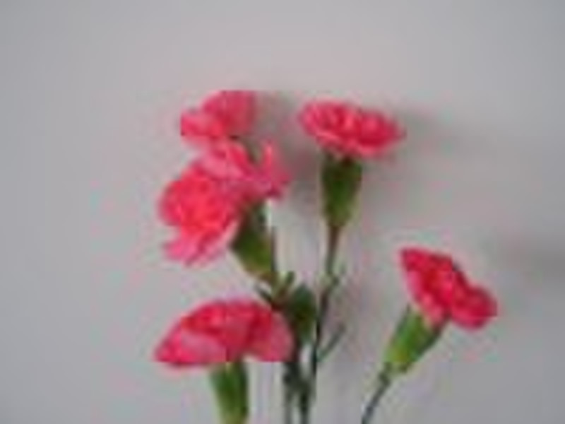 Fresh Cut Flowers----Carnation