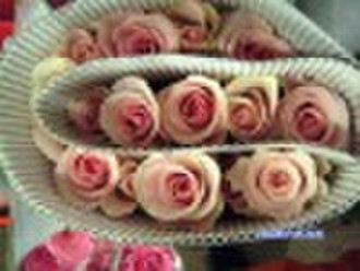 Fresh Cut Flowers----Rose