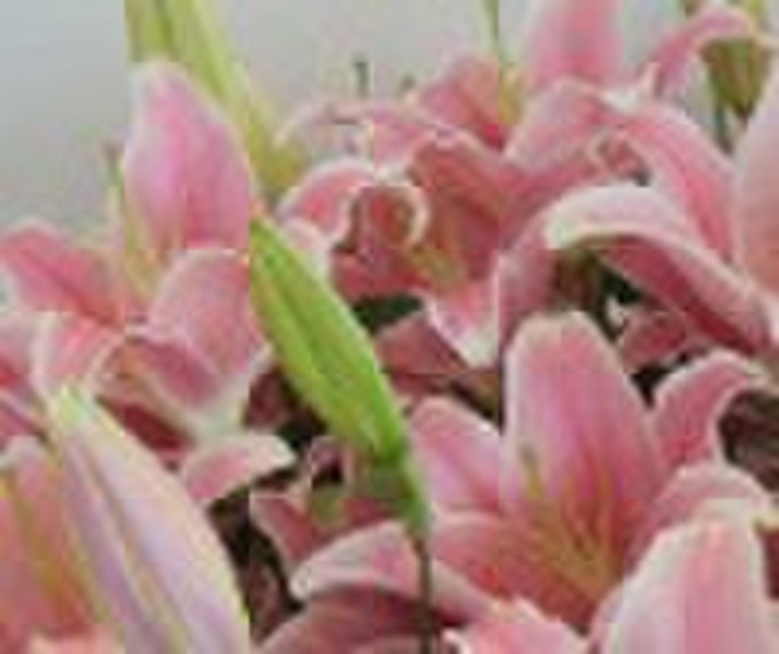 Fresh Cut Flowers----Lily