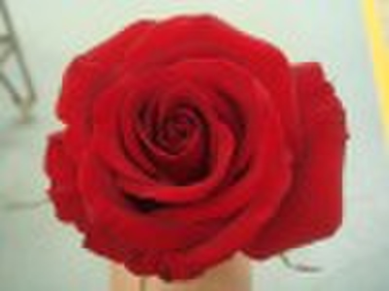 fresh cut flowers-rose-Black Magic