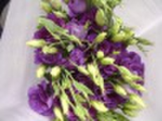 Fresh Cut Flowers-Mixed flower-Eustoma