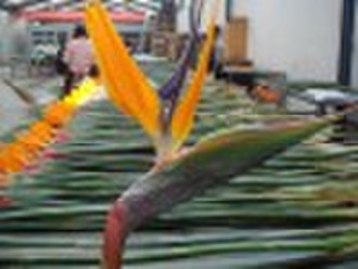 Fresh Cut Flowers-Mix Flowers-Strelitzia