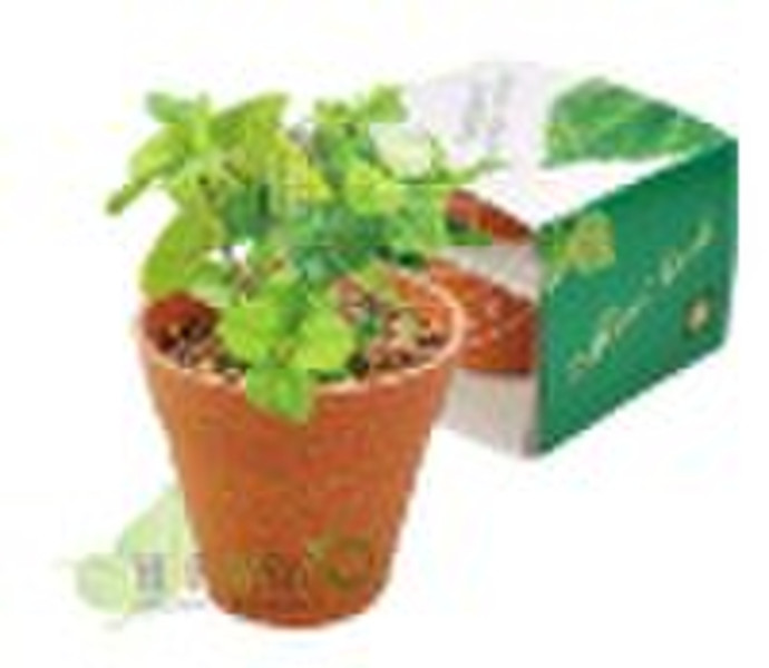 Degradable pot Mini flower