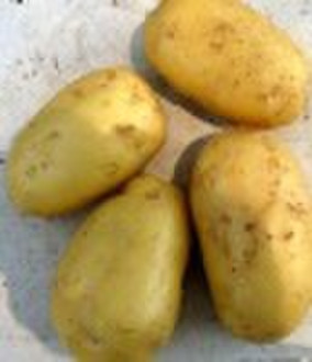 Китай свежий картофель