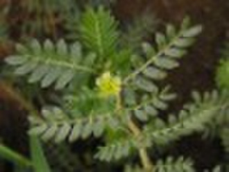 Tribulus Terrestris P.E.