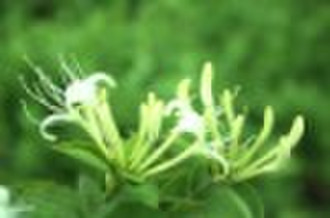 HoneySuchle Flowers Extract (Chlorogenic Acid 98%