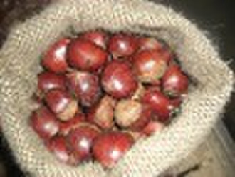 40-50 pcs/kg  fresh chestnut